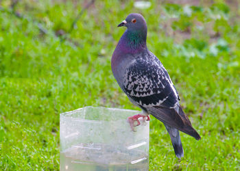 Close-up of pigeon perching on grass