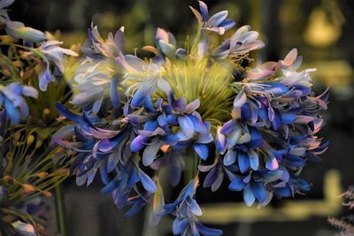 Close-up of flowers blooming outdoors