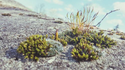 Close-up of moss growing on rock