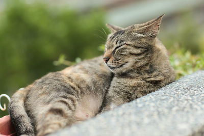 Close-up of a cat sleeping