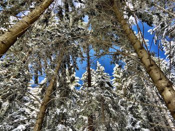 Low angle view of frozen trees against sky