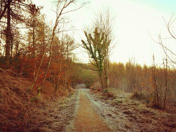 Dirt road amidst trees against sky