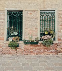 Potted plants on wall of building