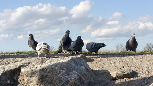 Birds perching on rocks against sky