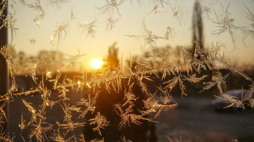 Close-up of snow on plants during sunset