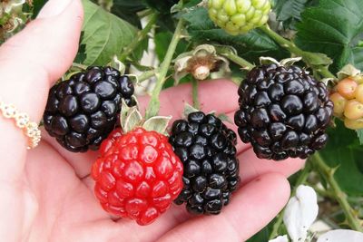 Close-up of hand holding strawberries