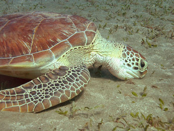 Close-up of turtle in sea