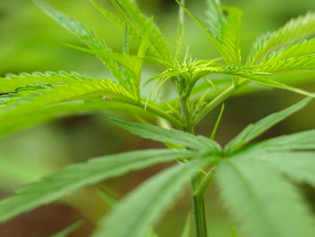 Close-up of fresh green plant in field