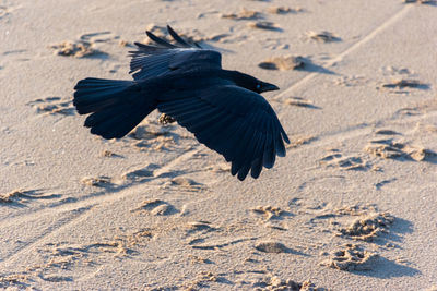 High angle view of bird on sand