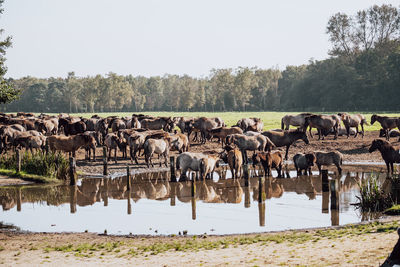 View of horses on beach against sky