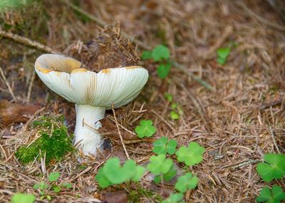 Close-up of mushroom growing on field