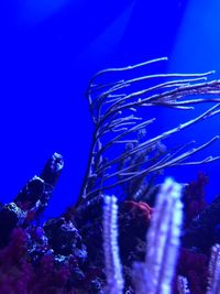 Close-up of hand feeding in aquarium