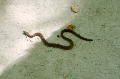 High angle view of lizard