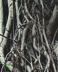 Full frame shot of tree roots