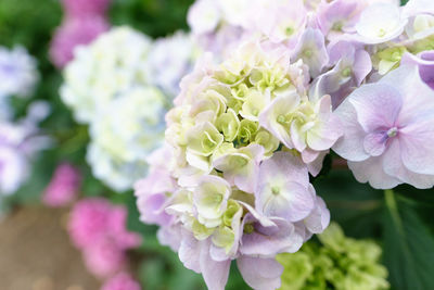 Close-up of pink flowers