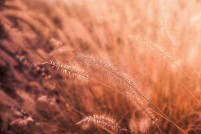 Close-up of plant growing on field against sky