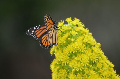 Close-up of butterfly pollinating on flower