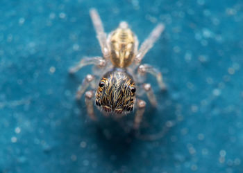 Close-up of spider