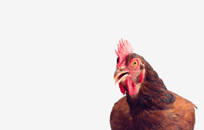 Close-up of chicken against white background