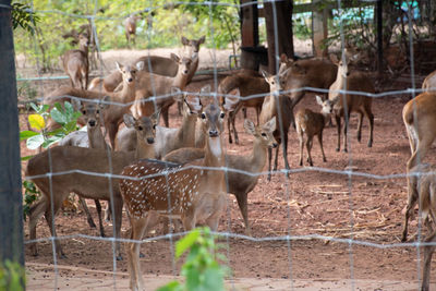 Herd deer that gather in the zoo.many deer are standing and looking at camera.