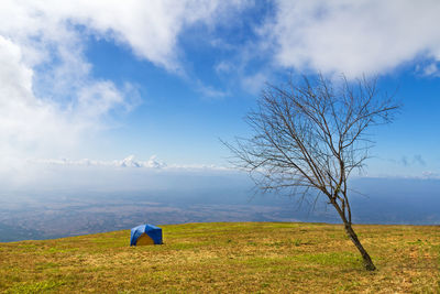 Bare tree on field against sky