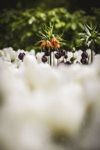 Close-up of white flowering plant