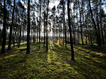 View of trees in forest