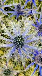 Purple flowers blooming on plant