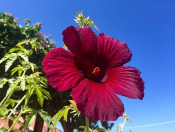 Close-up of pink flower blooming against sky