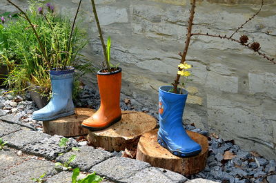 Close-up of potted plant