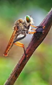 Close-up of insect on twig