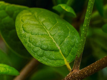 Close-up of wet plant