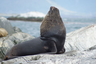 Close-up of sea lion on rock at beach against sky