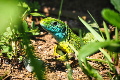 Close-up of lizard on field