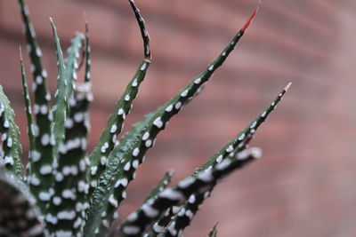 Close-up of plant against blurred background