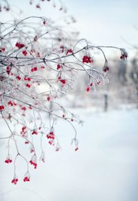 Close-up of cherry blossom tree during winter