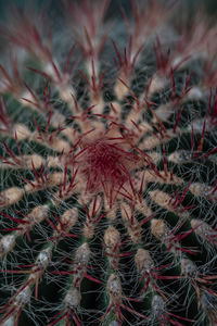 Full frame shot of succulent plant