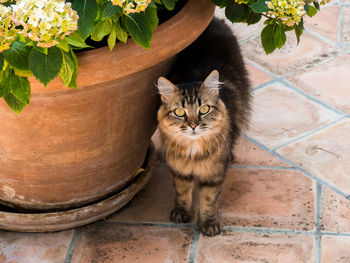 Portrait of cat sitting on potted plant