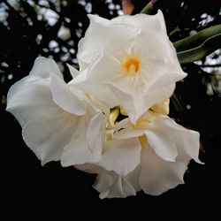 Close-up of white flowers blooming outdoors