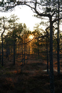 Trees in forest against sky