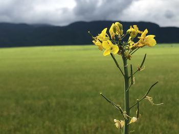 Yellow flowering plant on field