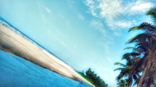 Low angle view of palm trees against blue sky