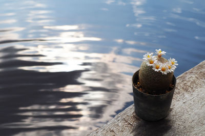 Close-up of potted plant