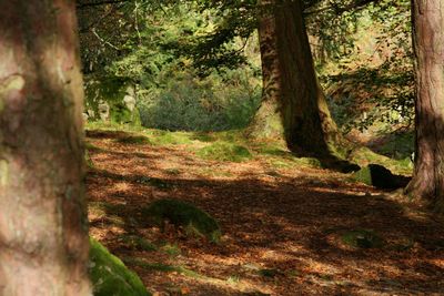 Trees in forest