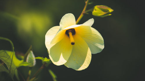 Close-up of yellow flowering plant