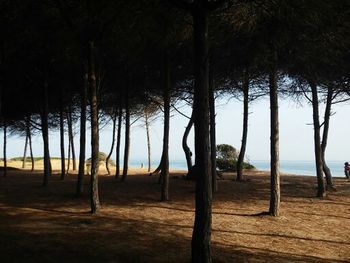 Scenic view of trees