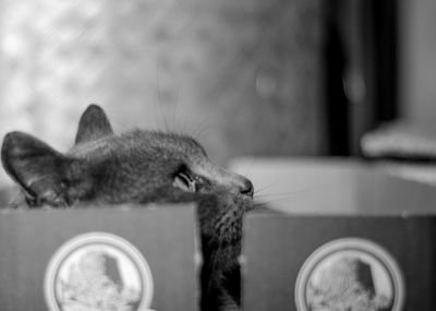 Close-up of cat feeding