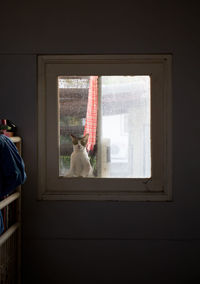 Cat sitting on window sill at home