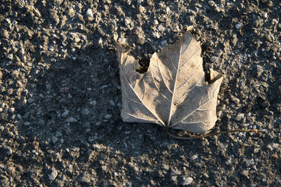 High angle view of shadow on leaf