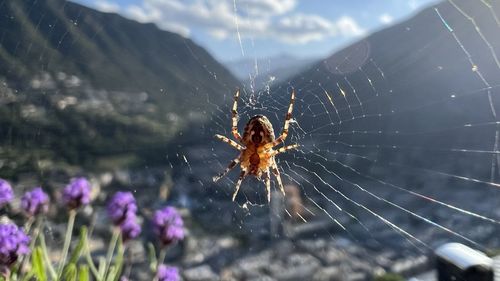 Close-up of spider on web